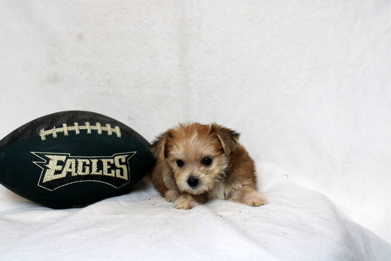 puppy, for, sale, Morkie, Matthew B. Stoltzfus, dog, breeder, Gap, PA, dog-breeder, puppy-for-sale, forsale, nearby, find, puppyfind, locator, puppylocator, aca